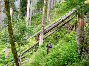 Alpiner Pfad